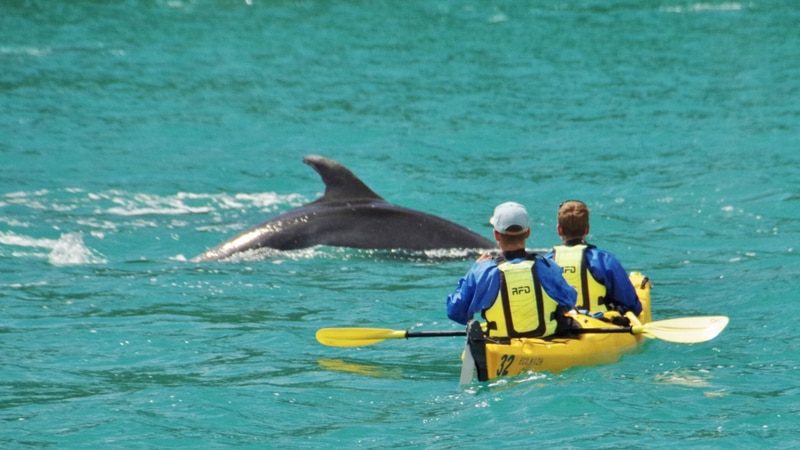 Join Kaiterteri Kayak for an unforgettable full day kayak adventure exploring the beautiful coastline between Anchorage and Kaiteriteri.